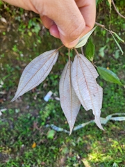 Miconia urbanii