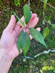 Miconia urbanii