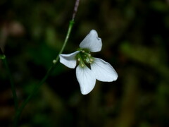 Cardamine basicola