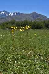 Calceolaria filicaulis