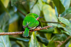 Todus angustirostris