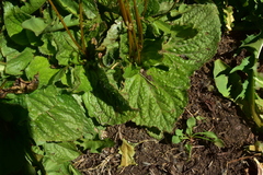 Calceolaria filicaulis