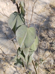 Abutilon trisulcatum