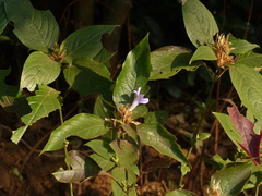 Barleria terminalis