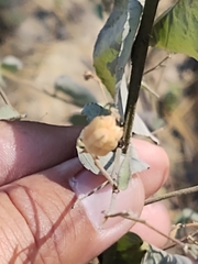Abutilon trisulcatum