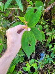 Miconia strigillosa