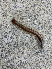 Cormocephalus rubriceps