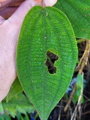 Miconia strigillosa