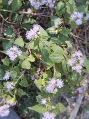 Tamaulipa azurea