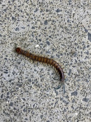 Cormocephalus rubriceps