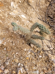 Cylindropuntia