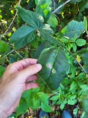 Cestrum macrophyllum