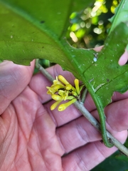 Cestrum macrophyllum