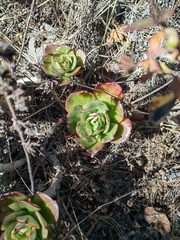 Echeveria montana