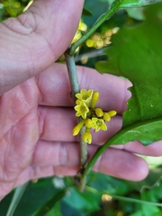 Cestrum macrophyllum