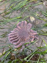 Pycnopodia helianthoides