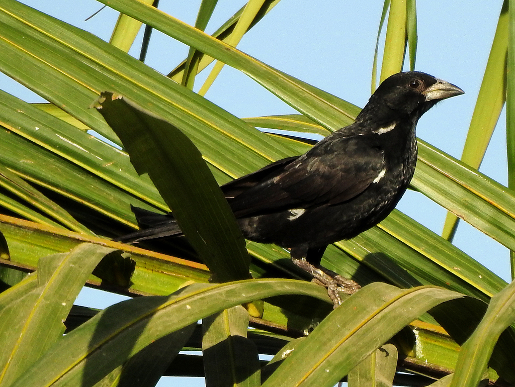 White-Billed Buffalo Weaver