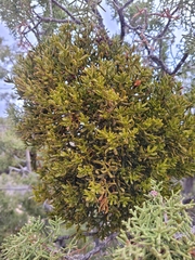 Phoradendron bolleanum