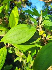 Miconia urbanii