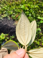Miconia urbanii