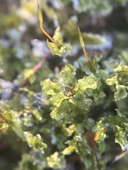 Rhizomnium punctatum