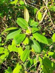 Miconia urbanii