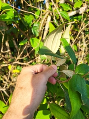Miconia urbanii