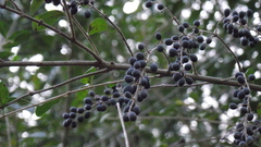 Forestiera segregata