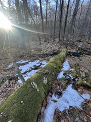 Rhizomnium punctatum