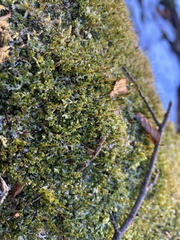 Rhizomnium punctatum