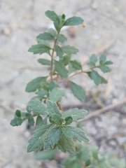 Aloysia gratissima