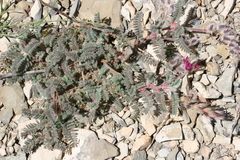 Astragalus bourgaeanus