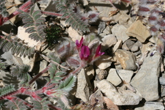 Astragalus bourgaeanus