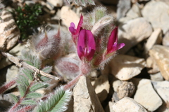 Astragalus bourgaeanus