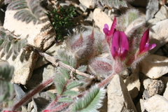 Astragalus bourgaeanus