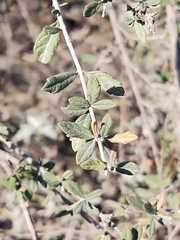 Aloysia gratissima