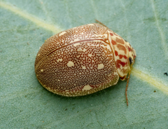 Paropsis geographica