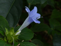 Barleria terminalis