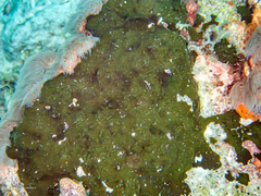 Chondrilla caribensis