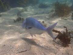 Nemadactylus douglasii