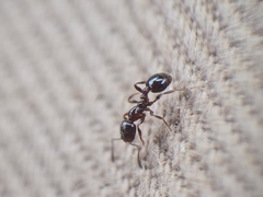 Chelaner antarcticus