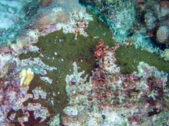 Chondrilla caribensis