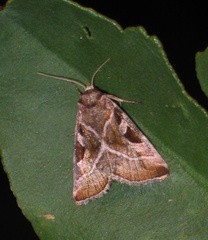 Eucarta virgo