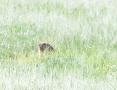 Marmota sibirica