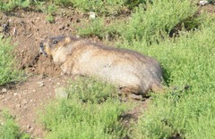 Marmota sibirica