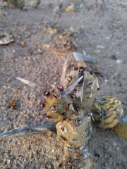Tephrocactus articulatus