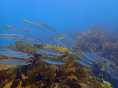 Dinolestes lewini