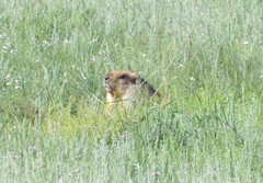 Marmota sibirica