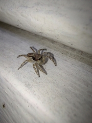 Menemerus bivittatus