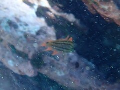 Ostorhinchus limenus